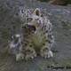 Illustration for article titled Friday Floof - Lions and Snow Leopards!